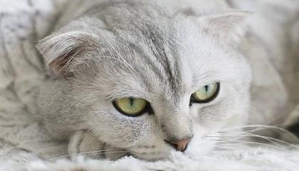 世界杯高清观看-小图拉姆吐口水遭重罚：禁赛6场+4万罚金+整月工资